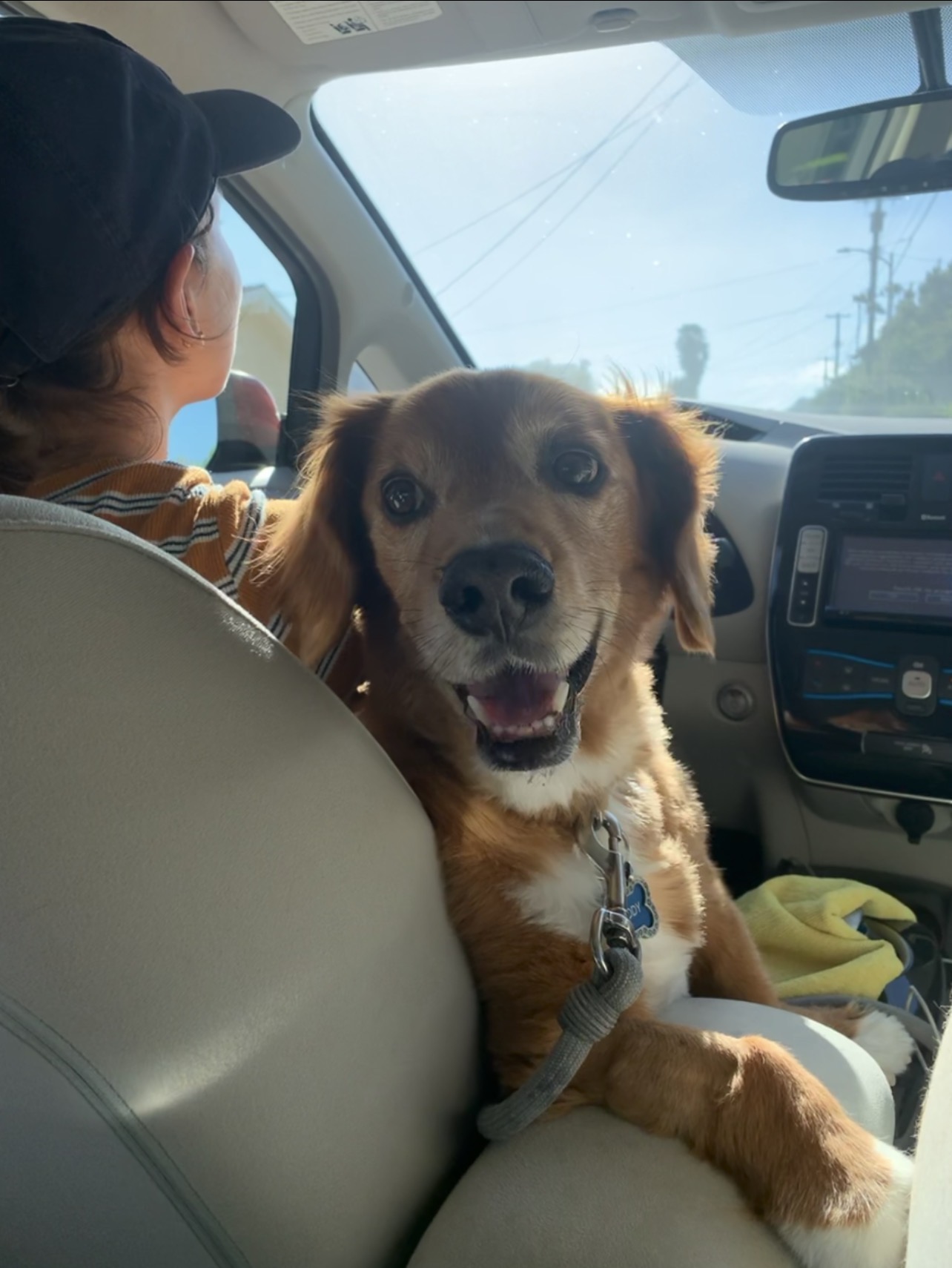 A happy dog riding in the car